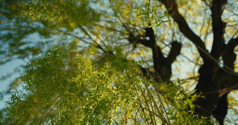 Close up of a weeping willow tree, with its green leaves and branches swaying in the breeze under a warm sun