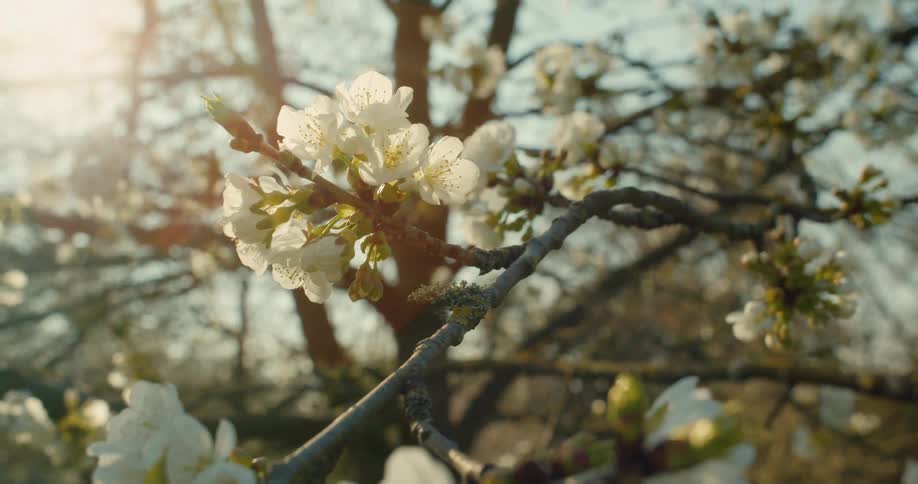 Delicate white cherry blossoms on a tree branch are beautifully backlit by the warm, golden hour sun