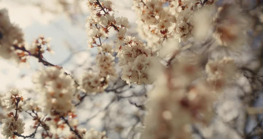 A dreamy close-up shot with a slow focus pull on delicate white spring blossoms against a bright sky