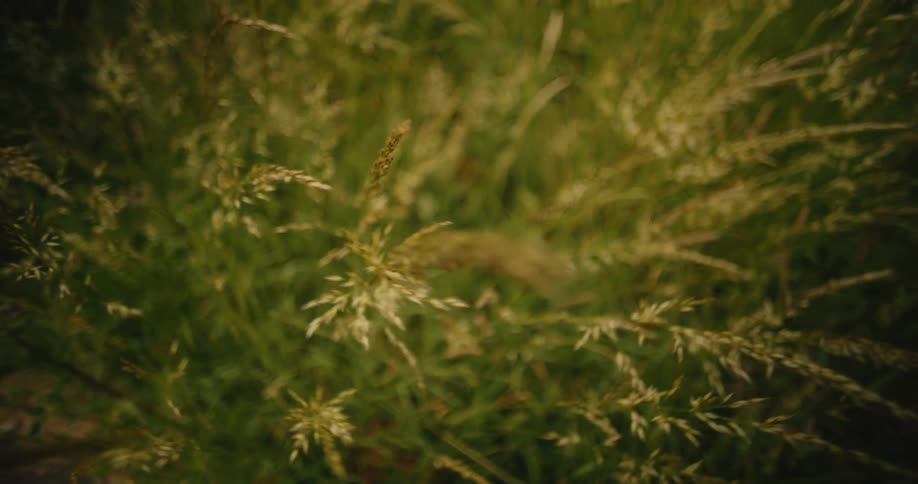 A dreamy, soft-focus top-down shot of tall wild grass swaying gently as the camera pulls away