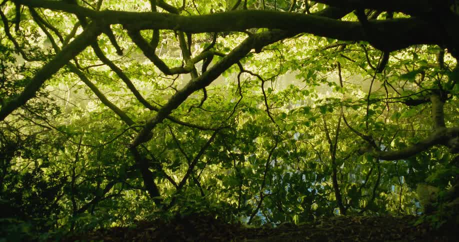 A serene view of a verdant forest canopy and its reflection as leaves gently sway in the breeze