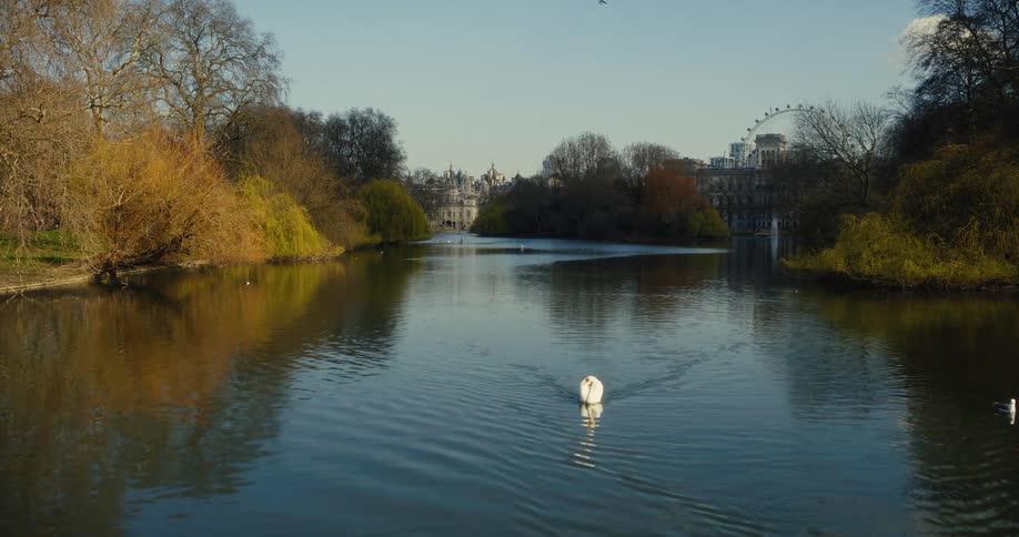 White swans gracefully swim on a tranquil lake in a London park, with the cityscape and London Eye in the background