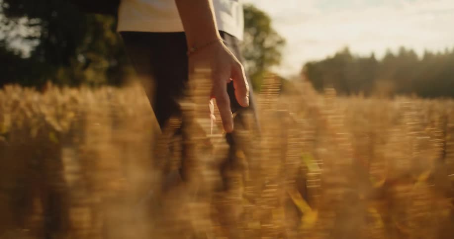 A person's hand gently brushes across the tops of golden wheat stalks while walking through a field at sunset