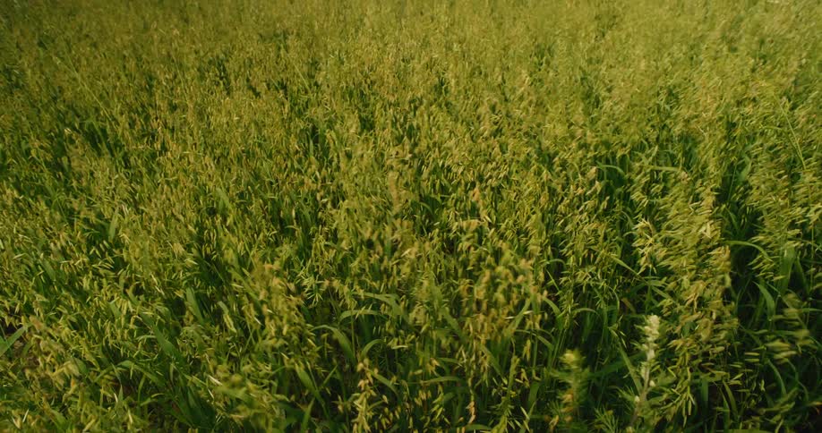A lush green field of oats sways gently in the breeze on a sunny day