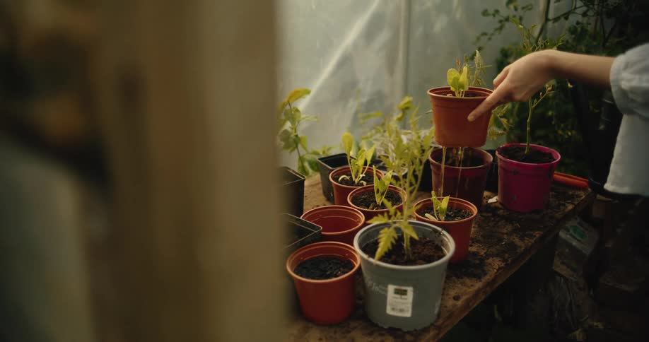 A close-up shot captures a person carefully watering a young seedling in a pot within a rustic greenhouse