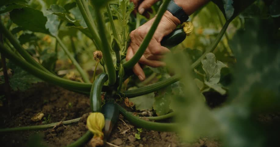 A gardener carefully harvests a fresh zucchini by hand from a lush green plant in a vegetable garden