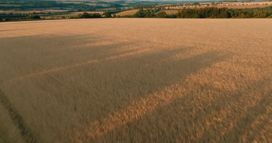 An aerial view flies fast and low over a golden wheat field, revealing the vast, rolling English countryside at sunset