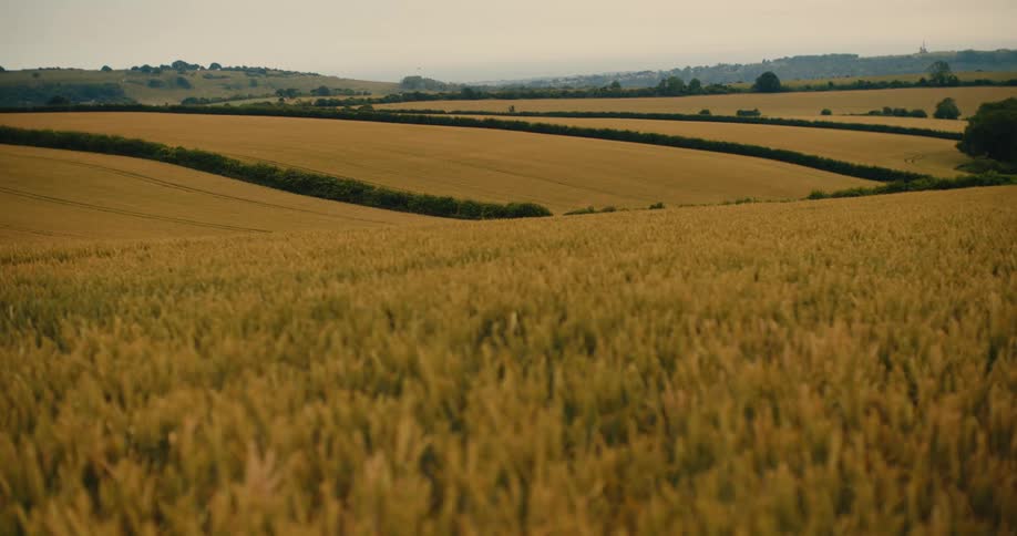A tranquil view of a golden wheat field covering rolling hills in the countryside