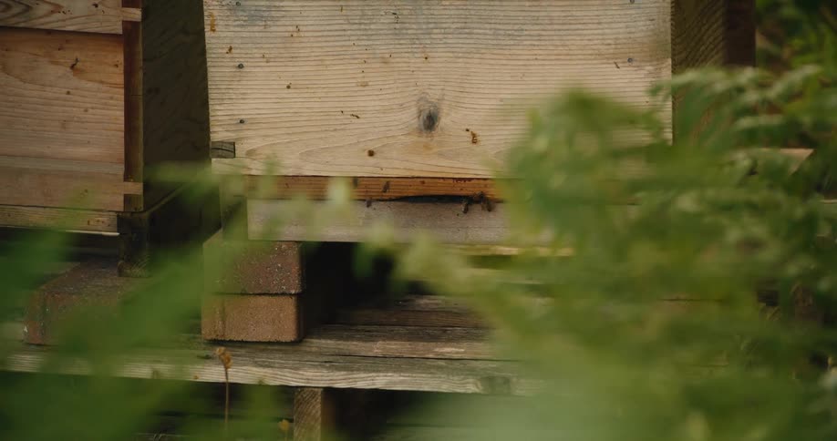 Honeybees fly in and out of a wooden beehive seen through lush green ferns