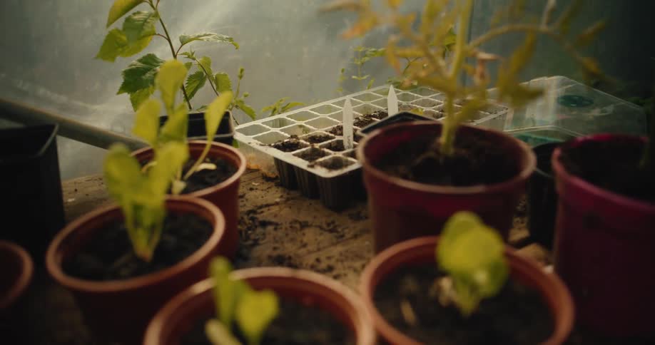 A person places freshly harvested cucumbers next to young seedlings on a workbench in a greenhouse