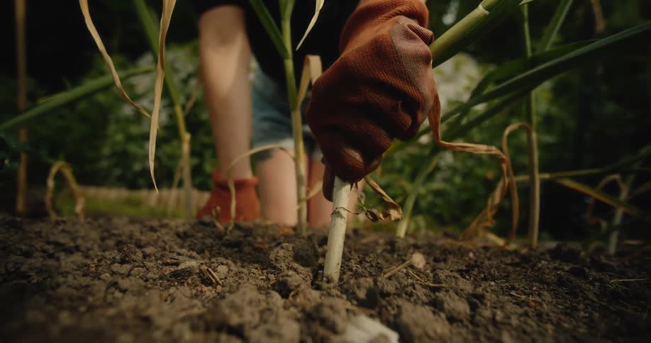 A gardener in slow motion pulls a fresh garlic bulb with roots and soil from a garden bed