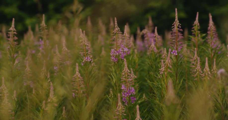 A gentle breeze sways a field of tall purple fireweed wildflowers in a lush meadow