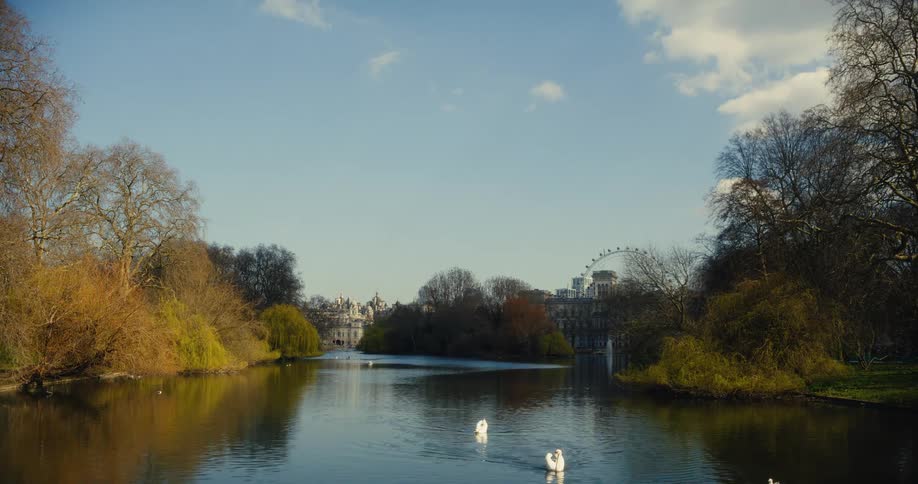 Swans peacefully swim in the lake at St. James's Park, with the London skyline and the London Eye visible in the distance