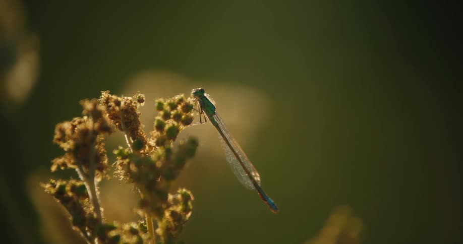 A delicate damselfly with shimmering green and blue colors takes flight from a plant in slow motion