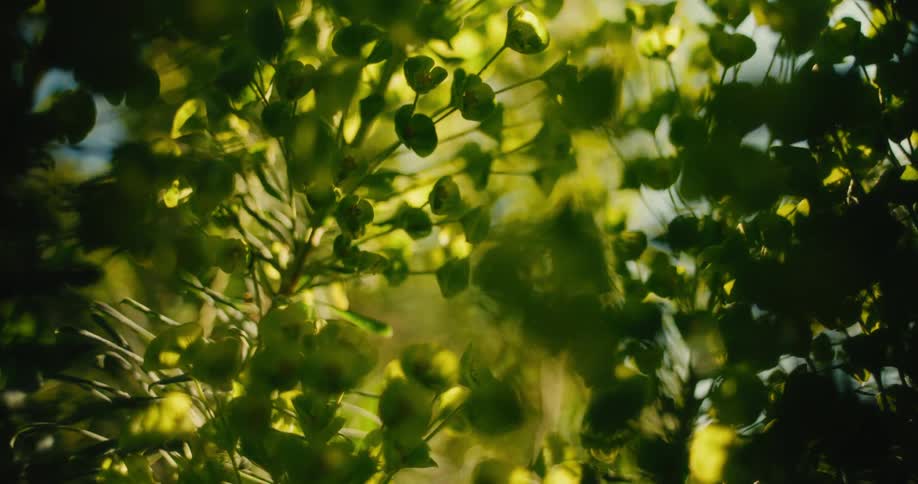 An artistic macro shot of vibrant green foliage with a slow, dreamy rack focus revealing the intricate details of the plants
