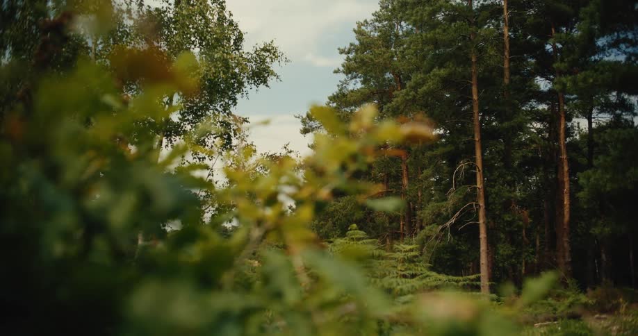A peaceful forest clearing reveals tall pine trees behind a soft-focus foreground of green leaves