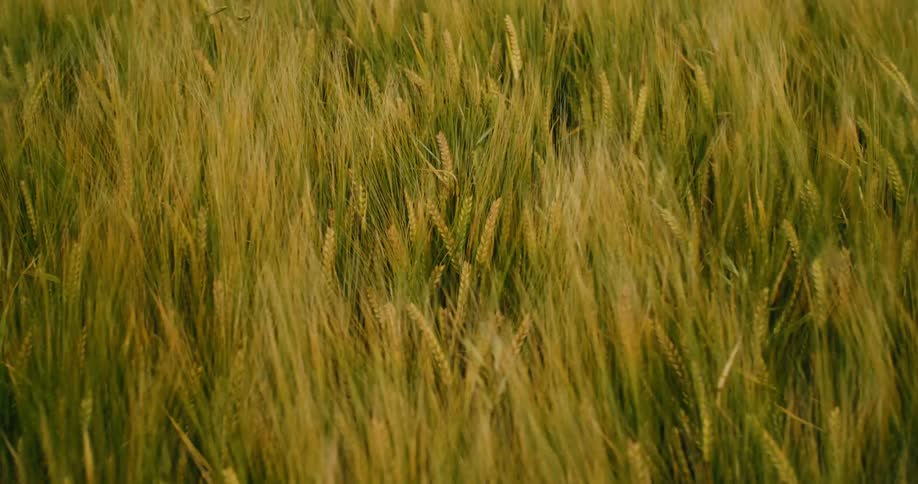 A close-up shot of a golden-green wheat field swaying gently in a summer breeze