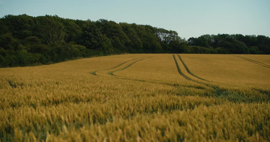 A vast golden wheat field gently sways in the breeze during a calm summer evening