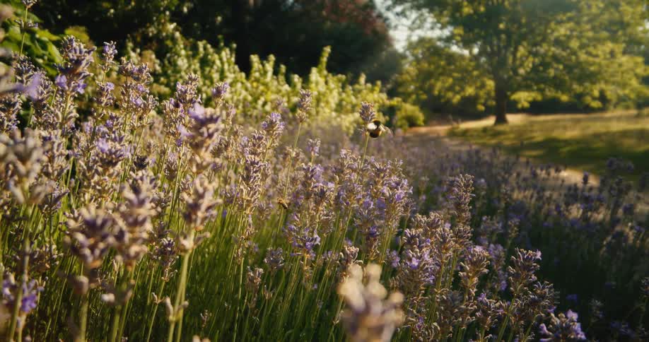 A beautiful bumblebee pollinates purple lavender flowers in slow motion as the golden hour sun shines