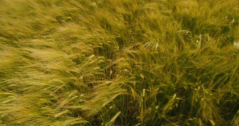 A high-angle view captures a golden wheat field as it sways gracefully in the gentle breeze
