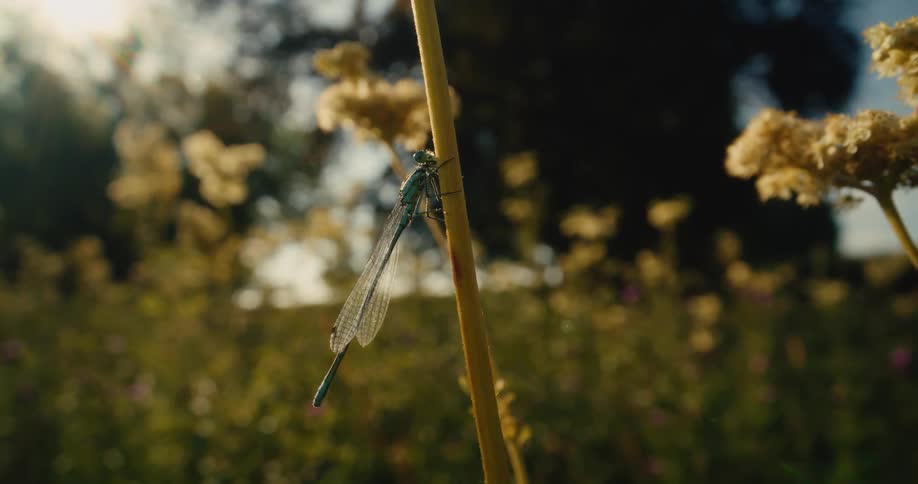 A delicate blue damselfly perched on a stem takes flight in cinematic slow motion amidst a sunlit wildflower field