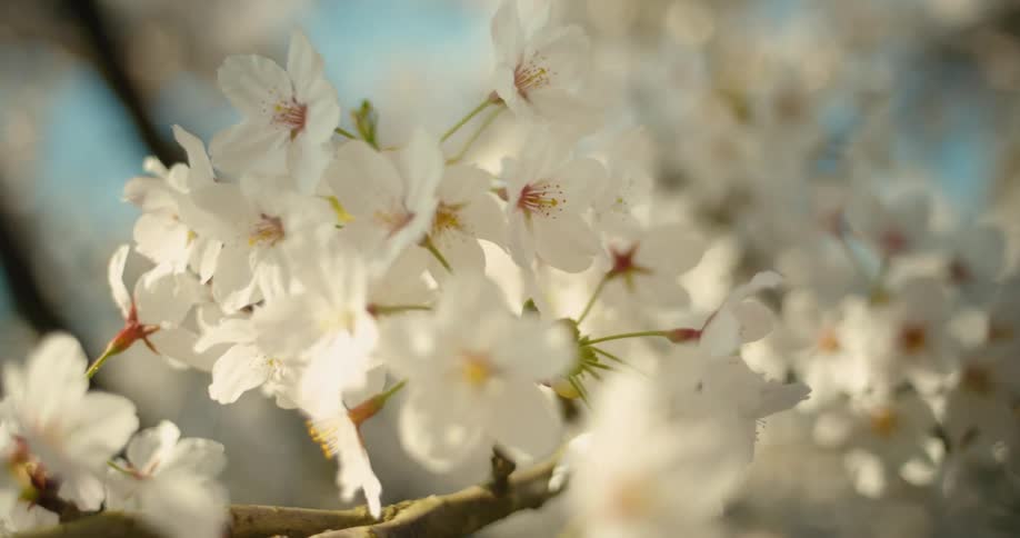 A beautiful cinematic close-up of white cherry blossoms on a tree with a slow rack focus in the warm sunlight