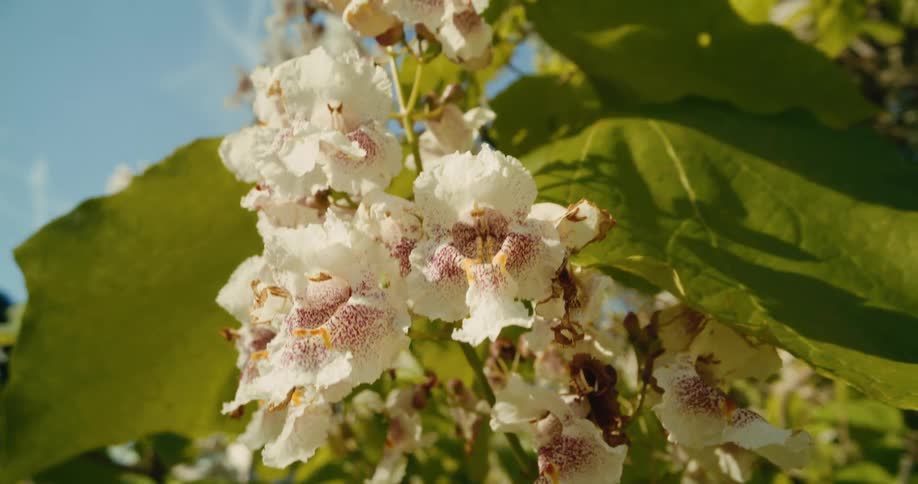 Beautiful white Catalpa flowers with purple and yellow spots sway gently on a tree branch against a bright blue sky