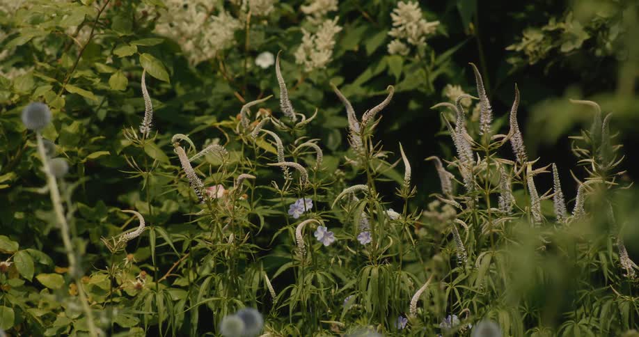 Unusual spiky flowers with curved tops bloom amongst lush green foliage in a peaceful garden