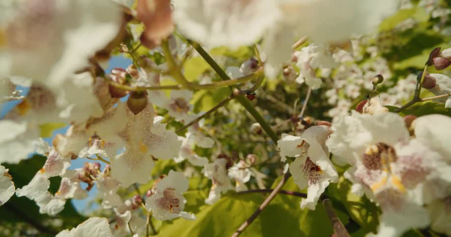 A tiny ladybug explores the delicate white blossoms of a sunlit tree branch against a clear blue sky