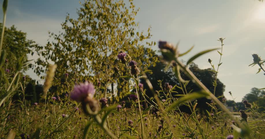 Warm sunlight shines on a field of purple wildflowers as a bee pollinates a bloom in a summer meadow