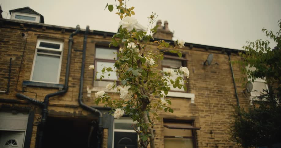 A bush of white roses sways in the wind in the backyard of a traditional British brick terraced house