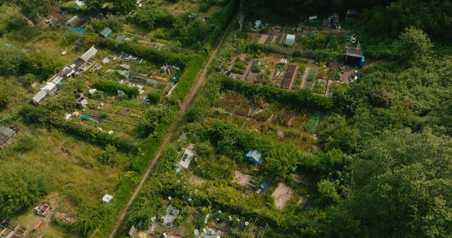 An aerial view slowly rises over a vibrant and lush community allotment garden on a bright summer day