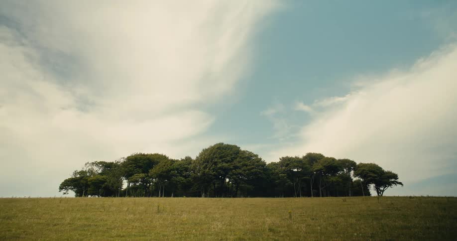 A tranquil wide shot shows a small grove of leafy green trees standing on a grassy hill under a summer sky