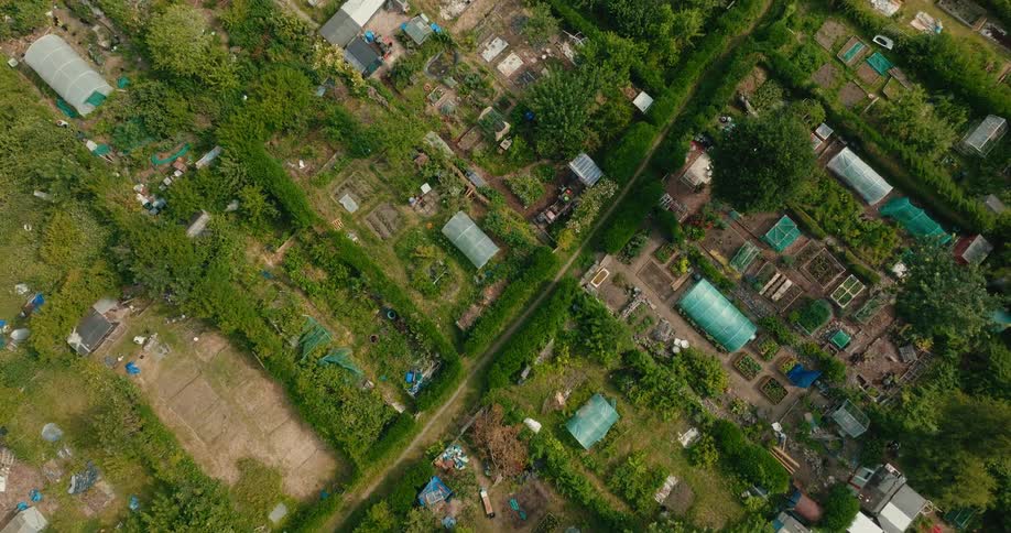 A serene top-down aerial view slowly ascends over a sprawling, lush green community garden with numerous individual allotments