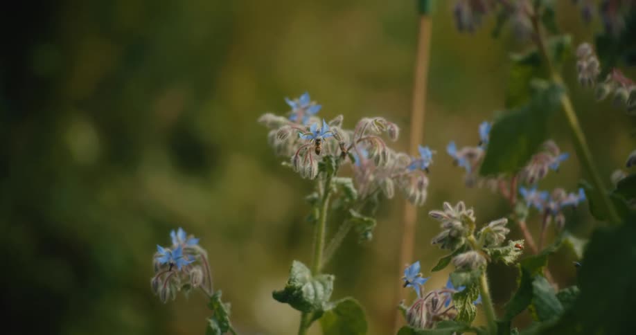 A close-up of an ant and a honey bee on blue borage flowers in a peaceful garden