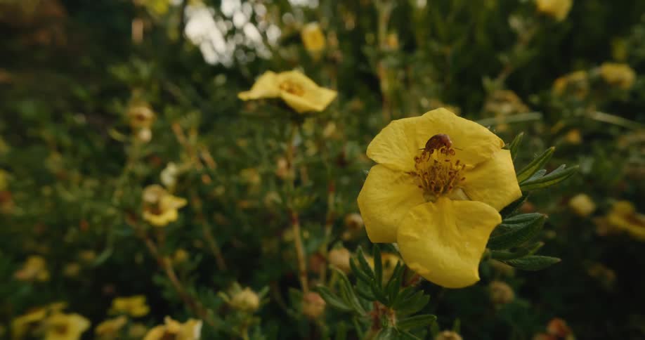 A close-up of a small beetle crawling on the petals of a vibrant yellow flower in a lush green garden