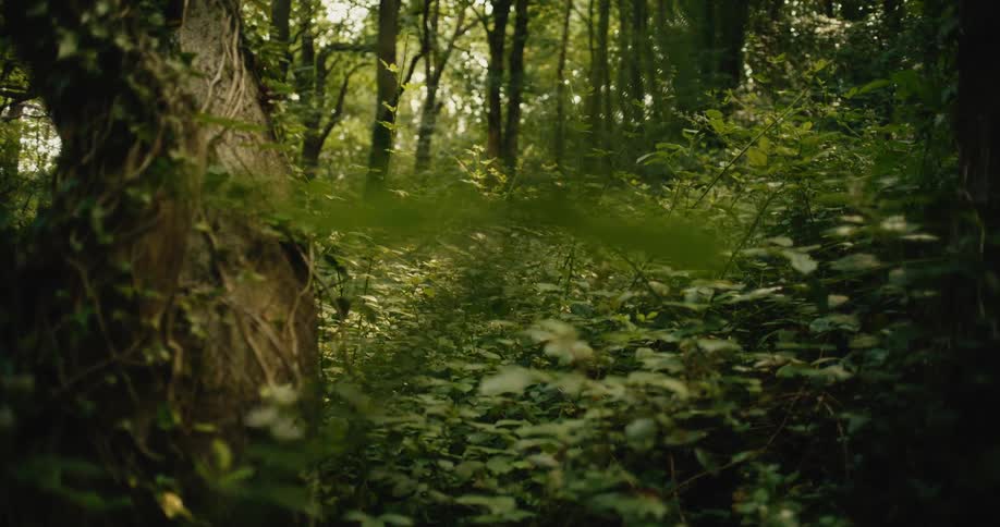 A serene, sun-dappled view of a lush forest floor with dense green undergrowth and ivy-covered trees