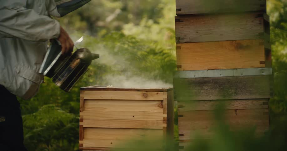 A beekeeper in a protective suit uses a bee smoker to calm bees in a wooden hive surrounded by lush greenery