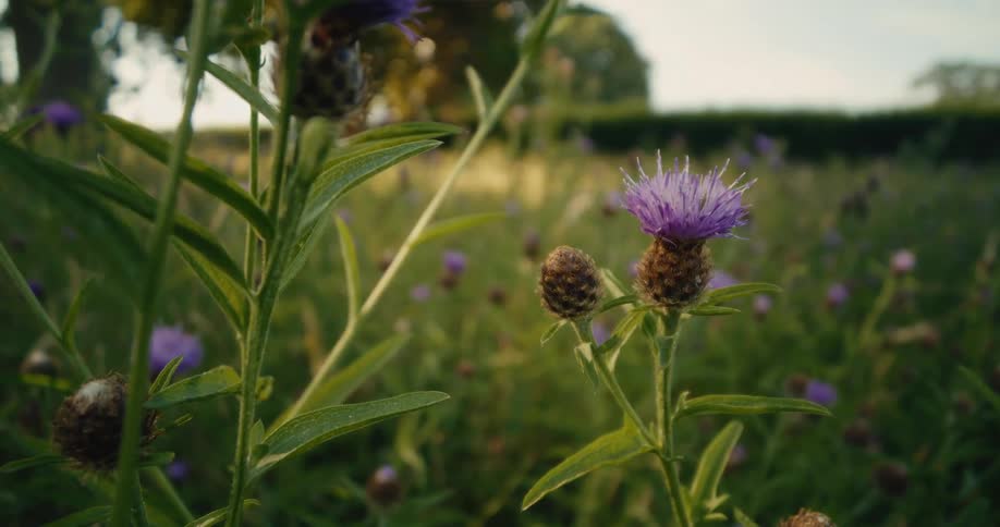 A static close-up shot of a purple thistle blooming in a lush green wildflower meadow