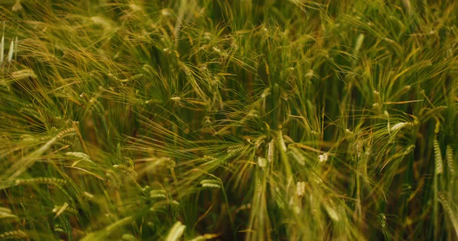 A gentle breeze rustles through a vibrant field of green wheat stalks on a sunny day