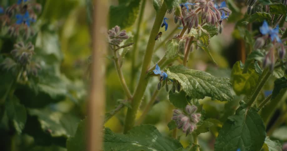 A small bee flies in slow motion from one delicate blue flower to another on a lush green borage plant