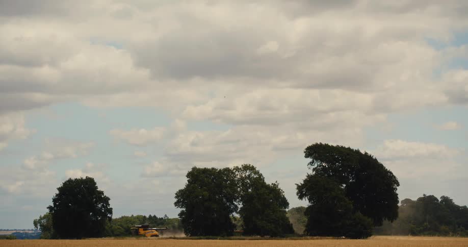 A combine harvester works in a distant golden field behind a line of trees under a cloudy summer sky