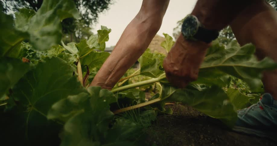 A close-up slow-motion shot of a man's hands carefully harvesting fresh rhubarb stalks from a lush green garden