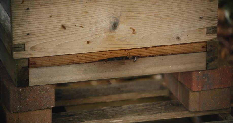 Slow motion close-up of honeybees diligently flying in and out of the entrance to their wooden beehive