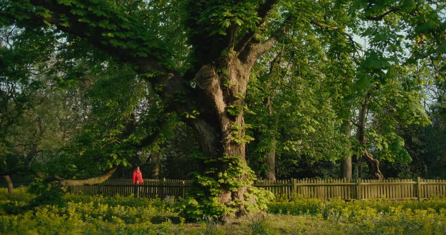 A lone figure in a vibrant red coat walks along a wooden fence, dwarfed by a giant, ancient tree in a sunlit spring meadow