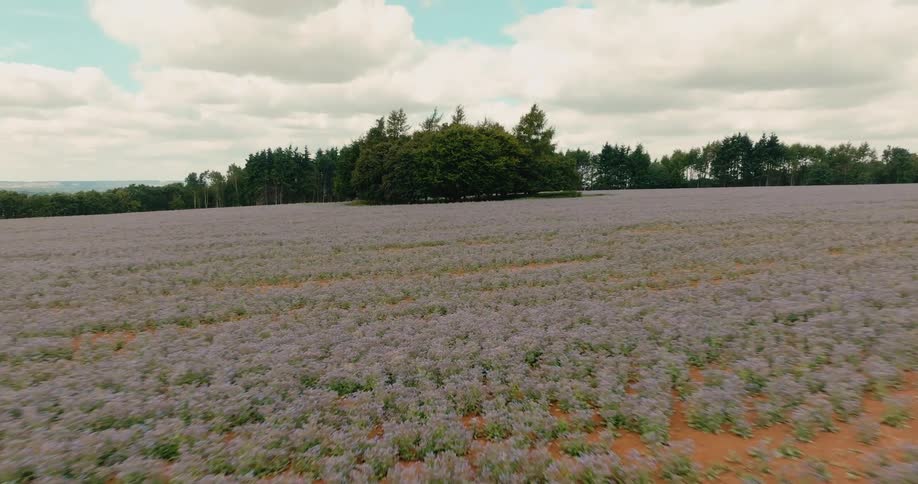 An aerial drone shot flies low over a vast field of blooming purple phacelia flowers towards a small grove of trees on a partly cloudy day