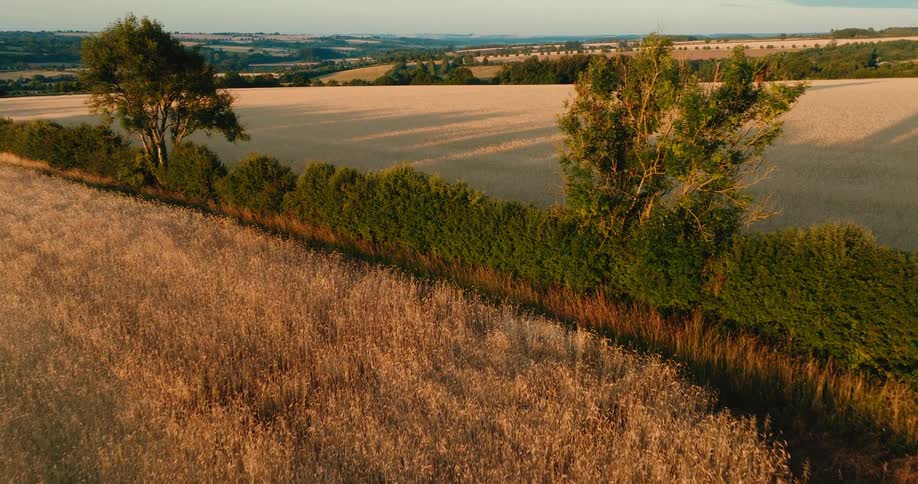 Aerial footage slowly tilts up over a golden wheat field in the English countryside, bathed in the warm light of a summer sunset