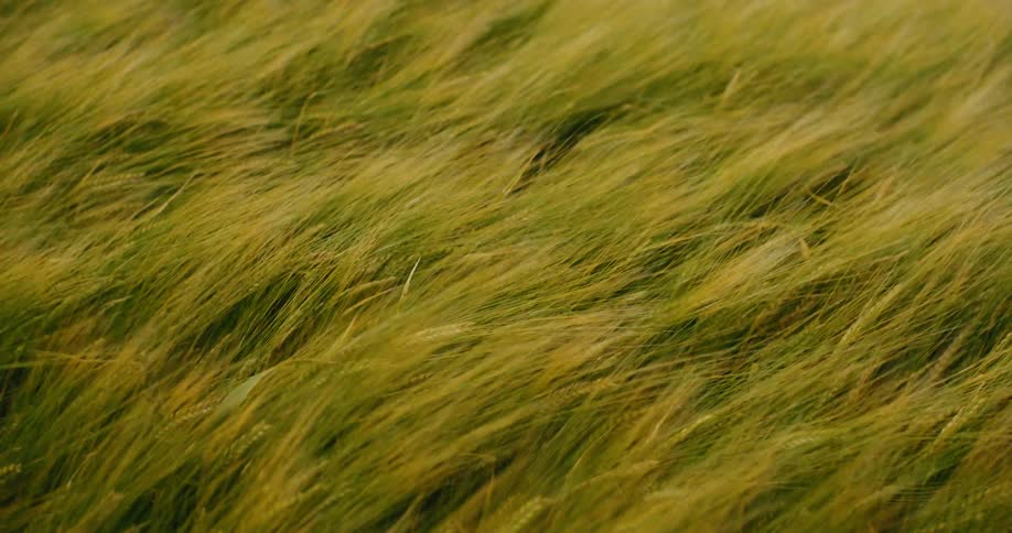 A close-up shot of a verdant field of wheat swaying rhythmically in the gentle breeze