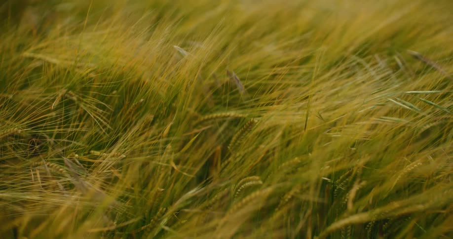 A tranquil close-up shot captures the gentle swaying of green and golden wheat in a breezy field