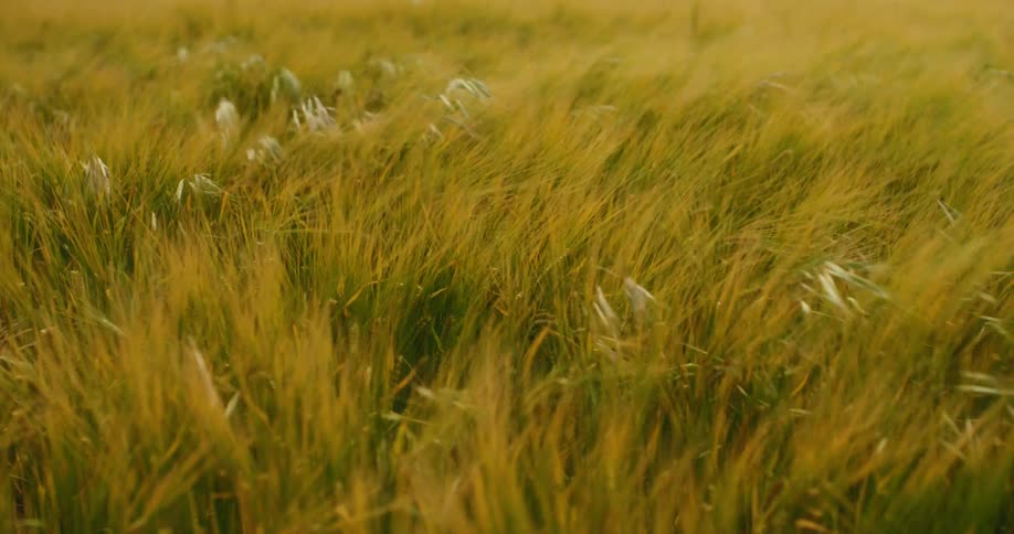 Golden fields of barley sway in the gentle breeze under the warm sun